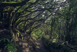 Op verkenning in het Anaga-bos op Tenerife, in het serene ochtendlicht' van PhotoCluster
