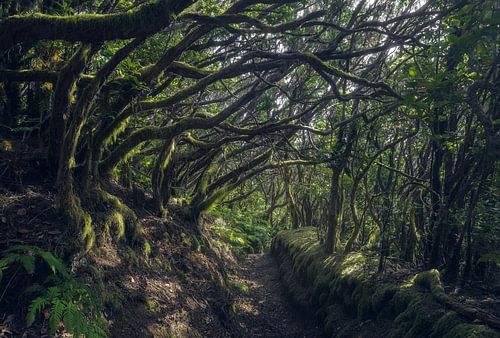 Op verkenning in het Anaga-bos op Tenerife, in het serene ochtendlicht'
