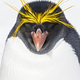 Macaroni Penguin, Eudyptes chrysolophus van Beschermingswerk voor aan uw muur