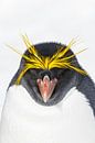 Macaroni Penguin, Eudyptes chrysolophus by Beschermingswerk voor aan uw muur thumbnail