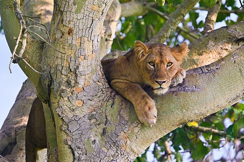 Lion dans un arbre - Parc national de la Reine Elizabeth sur Robert Styppa