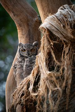 Eule in Hermanus, Südafrika von Teun Janssen