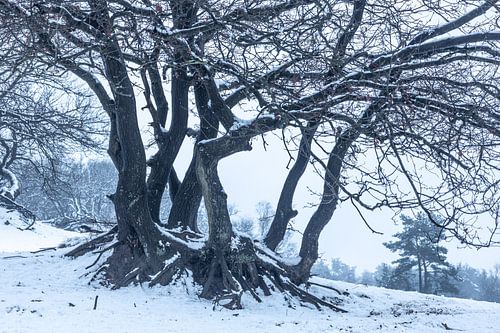 Boom met Takken in de Sneeuw