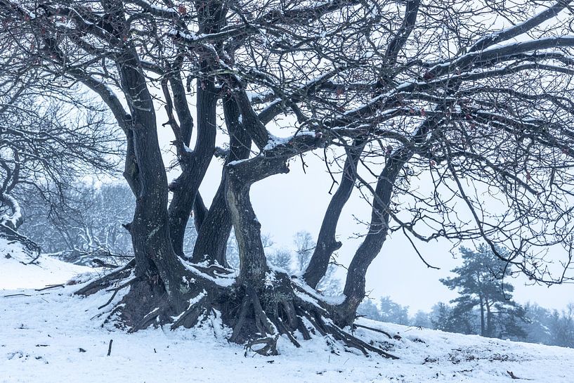 Arbre avec des branches dans la neige par Zwoele Plaatjes