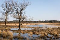 Landschaft mit Moor "strabrechtse heide" Abendlicht im Frühling