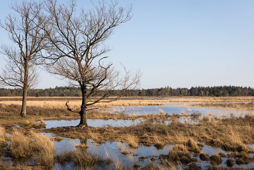 Landschap met vennen &quot;strabrechtse heide&quot; avondlicht in de lente van Ger Beekes
