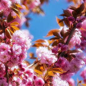 Les magnifiques fleurs de cerisier japonaises sur Nicc Koch