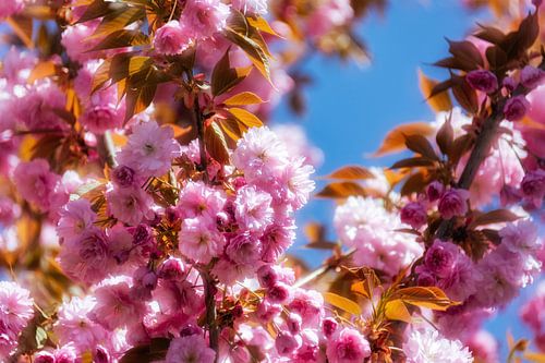 Enchanting Japanese cherry blossoms