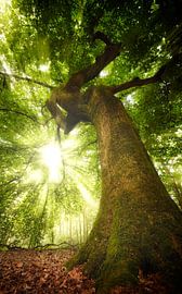 Die Natur gewinnt immer von Kees van Dongen