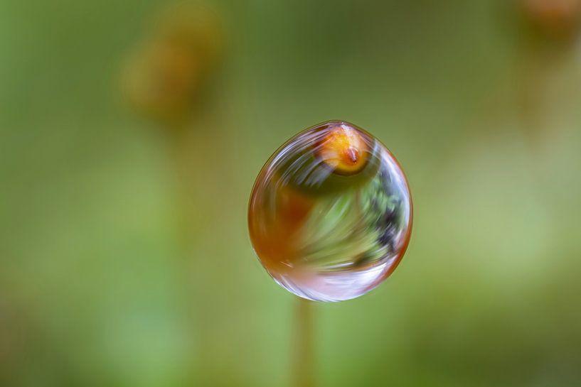 Nach dem Regen von Uwe Ulrich Grün