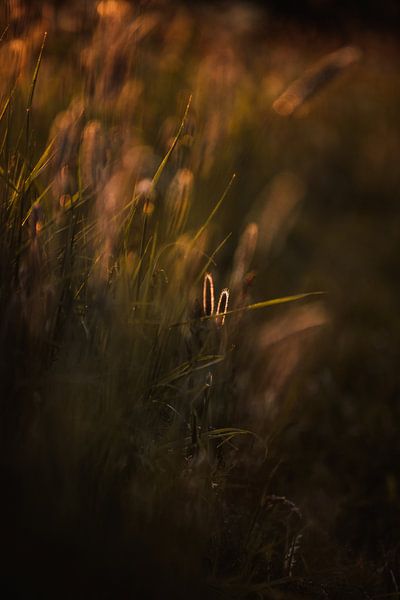 Des brochettes d'herbe dans la chaude lumière du soir. par Holly Klein Oonk