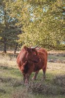 Un highlander écossais sur la Veluwe