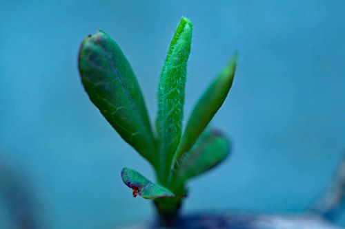 plant macro