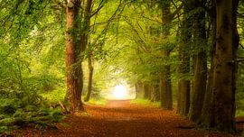 Het Rijsterbos van Richard van der Zwan