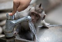 Monkey is thirsty