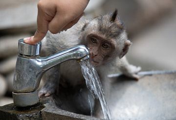 Monkey is thirsty by Gertjan Hesselink