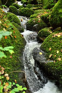 Gebirgsbach Schwarzwald 1.0