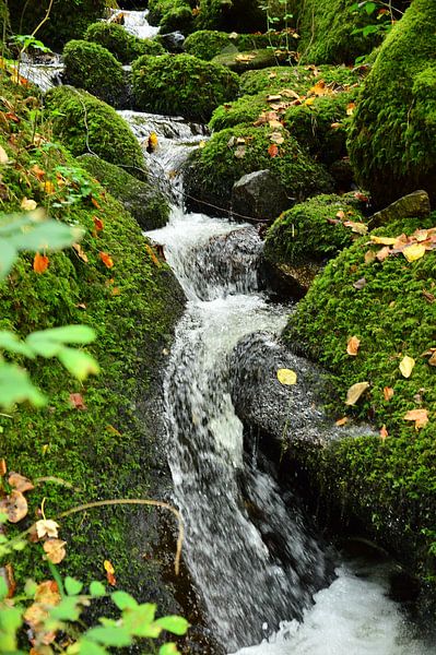 Mountain stream black forest 1.0 by Ingo Laue