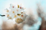 Blüte von Mandy Jonen Miniaturansicht