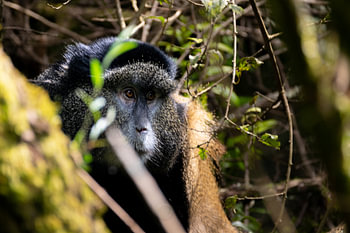 Colour and life - The magical world of Mgahinga's monkeys