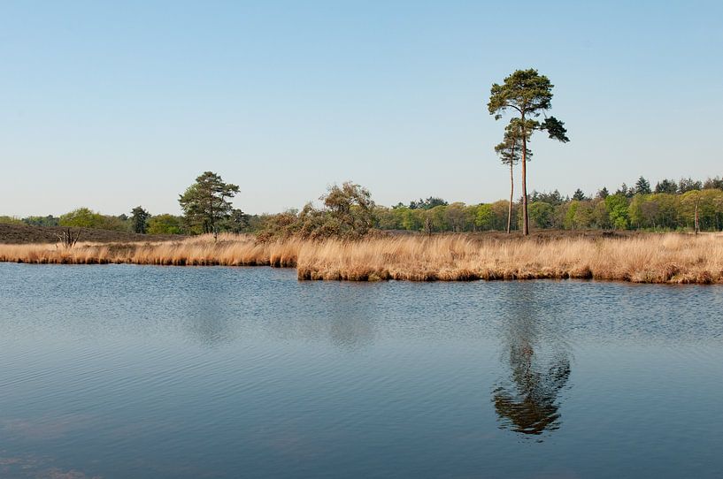 Hatertse and Overasselt Fens by Nancy van Verseveld
