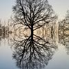 Spiegelung eines Baumes von Adriana Müller