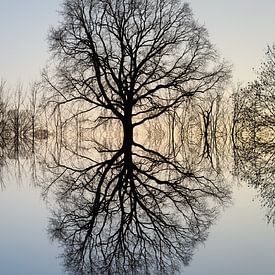 Reflection of a tree by Heidemuellerin