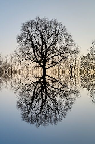 Reflection of a tree