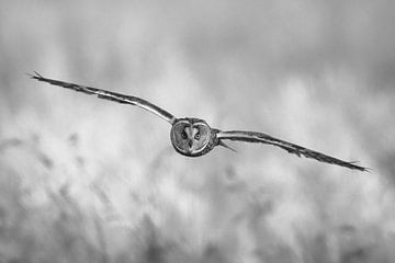 Hibou moyen-duc en vol (noir et blanc) sur Patrick Nieuwenburg