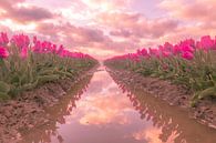 Hollandse Tulpen van AdV Photography thumbnail