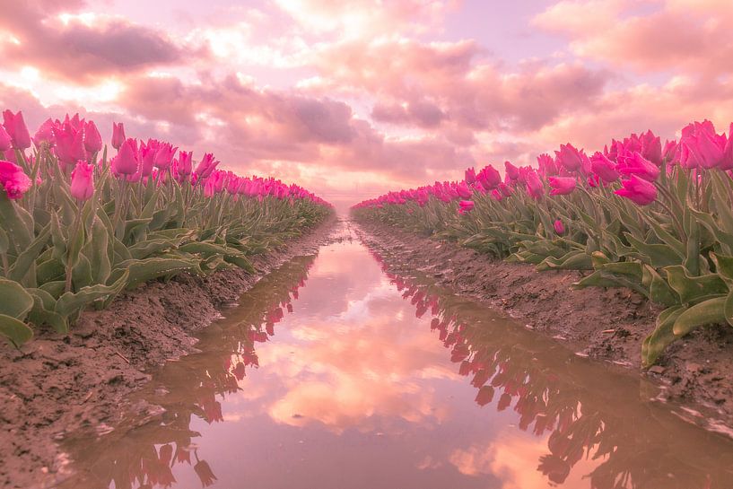 Hollandse Tulpen van AdV Photography