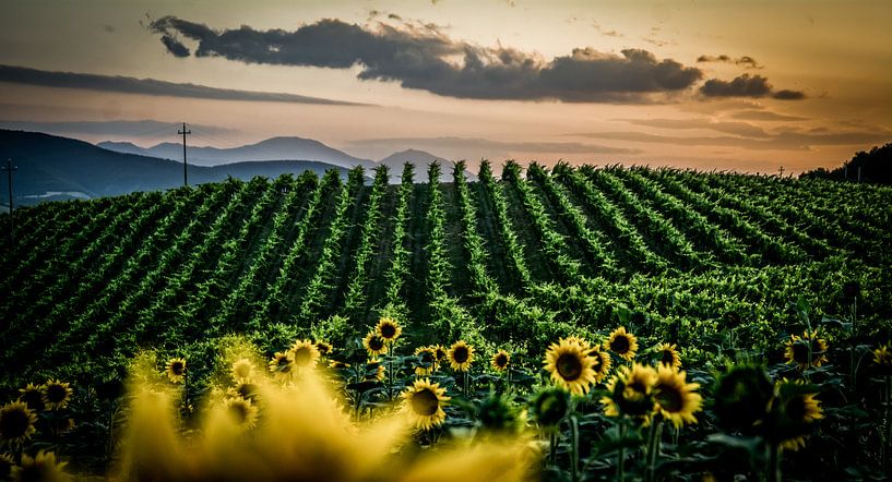 Vineyards by Frans Scherpenisse