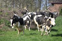 Happy Cows