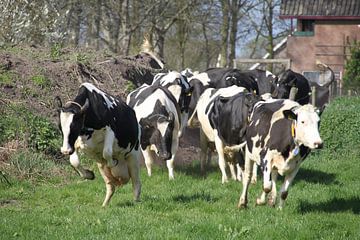 Happy Cows van Marcel van Rijn