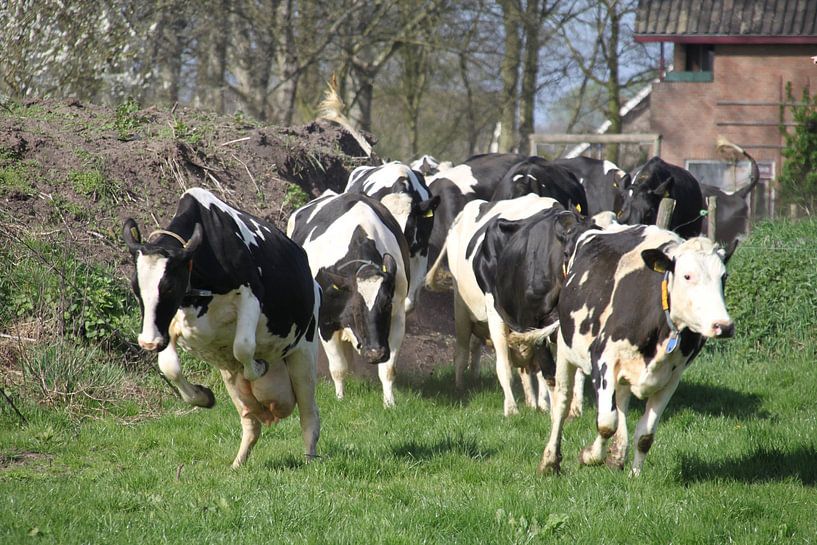 Vaches heureuses par Marcel van Rijn