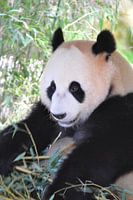Panda Xing Ya part 6 panda bear