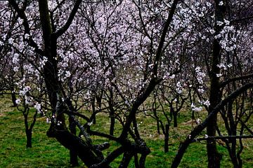 LENTE 9 van Miroslav Ptacek