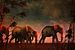 Règne animal –  Les éléphants marchent ensemble jusqu'à leur point d'eau sur Jan Keteleer