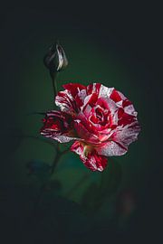 Rose ? Flower Power by Suusies Kiekjes