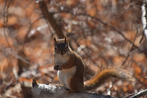 A squirrel in autumn