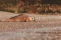 Common Seal relaxing on Scheveningen beach by Anne Zwagers thumbnail