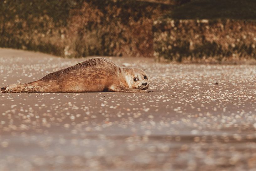 Common Seal relaxing on Scheveningen beach by Anne Zwagers