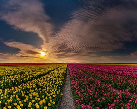 Les tulipes sur Texel - Grand mélange sur Richard Heerschap Fotografie
