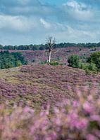 Paarse heide overdag in de zomer