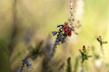 Ladybug on the moor by Angelique Koops