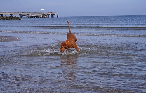 Waterspelletjes aan de Baltische Zee met een Magyar Vizsla.