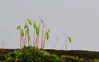 Onkruid uit verrot hout