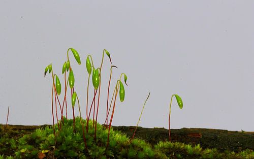 Onkruid uit verrot hout