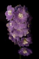 De belles fleurs violettes
