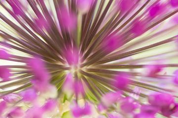 Close up van een bloem van de Allium van Birgitte Bergman